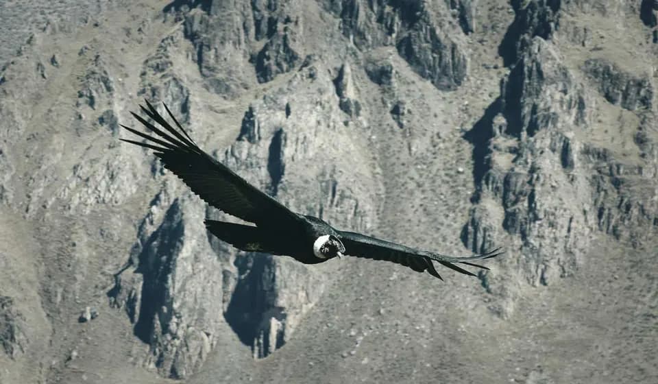 TOUR FULL DAY CAÑON DEL COLCA